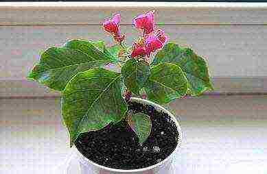 is it possible to grow bougainvillea outdoors