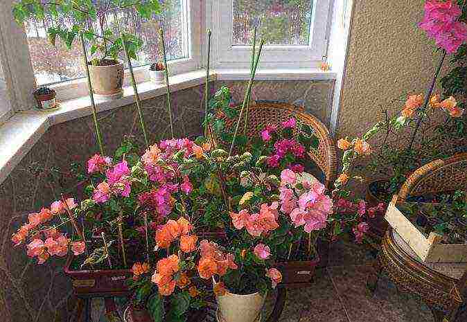 is it possible to grow bougainvillea outdoors