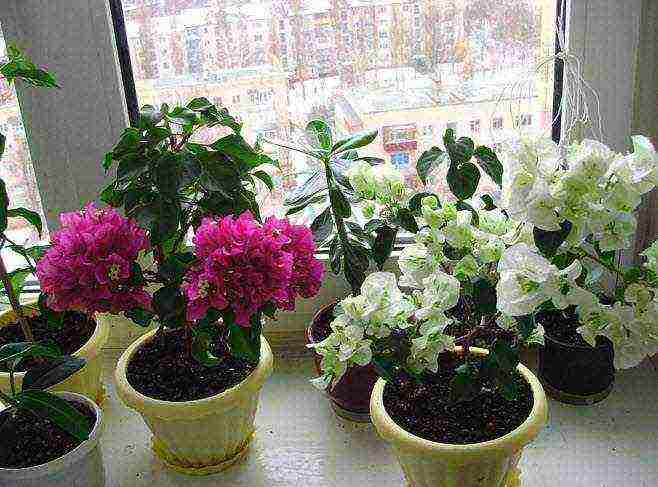 is it possible to grow bougainvillea outdoors