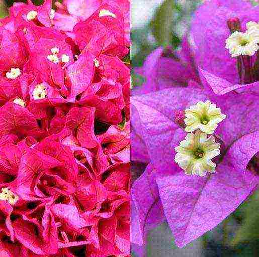 is it possible to grow bougainvillea outdoors
