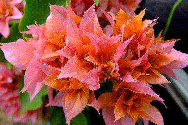 posible bang lumaki ang bougainvillea sa labas ng bahay