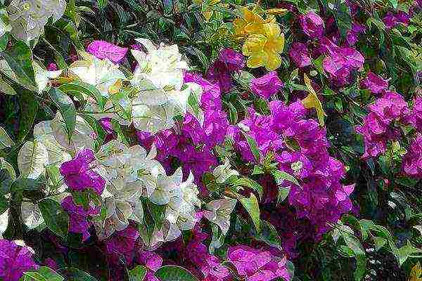 is it possible to grow bougainvillea outdoors