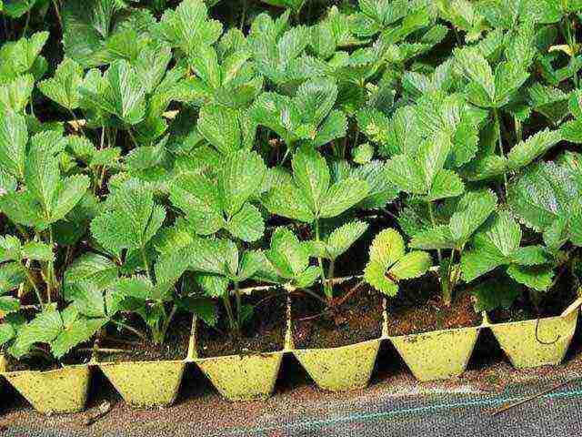 is it possible to grow remontant strawberries at home