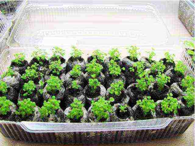 is it possible to grow remontant strawberries at home