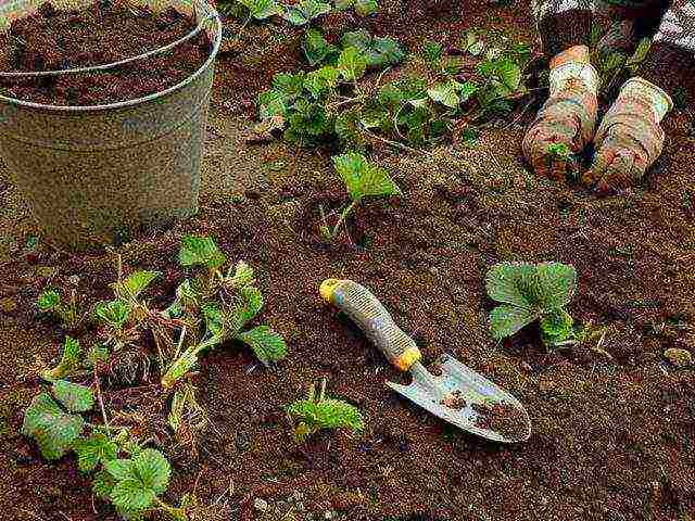 is it possible to grow remontant strawberries at home