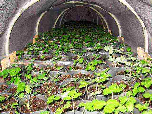 is it possible to grow remontant strawberries at home