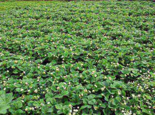 is it possible to grow remontant strawberries at home