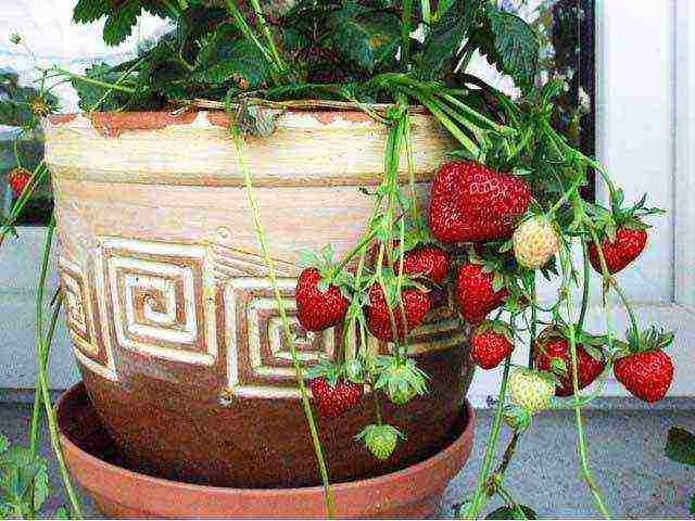 is it possible to grow remontant strawberries at home