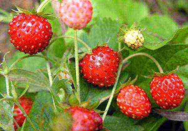 is it possible to grow remontant strawberries at home