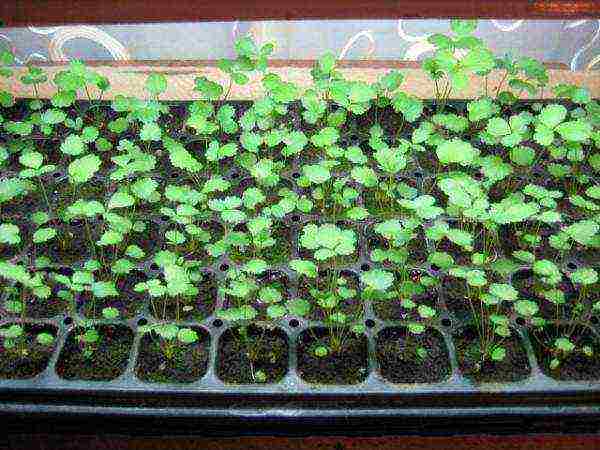 is it possible to grow remontant strawberries at home