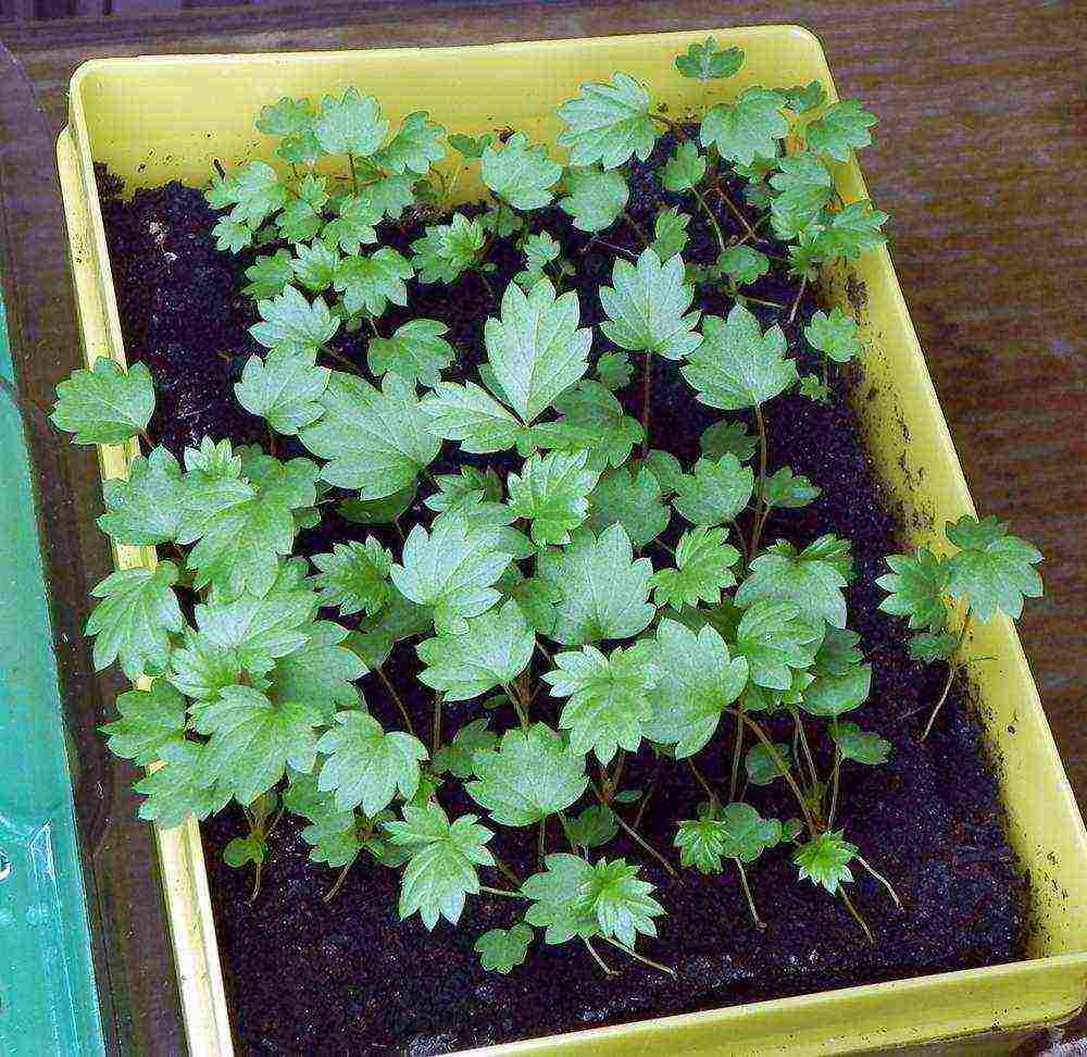 is it possible to grow remontant strawberries at home