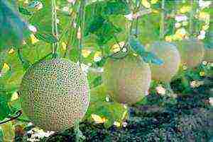 posible bang palaguin ang melon at pakwan sa parehong greenhouse