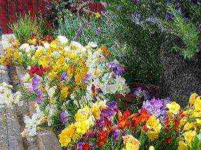 is it possible to grow freesia as a houseplant