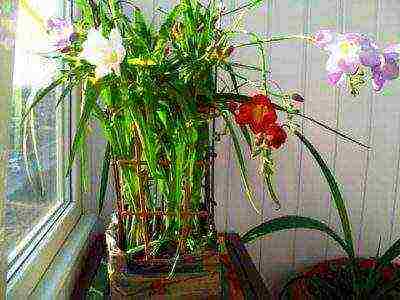 posible bang palaguin ang freesia bilang isang houseplant