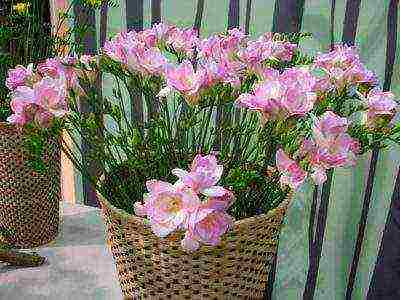 is it possible to grow freesia as a houseplant