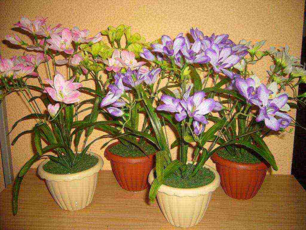 is it possible to grow freesia as a houseplant