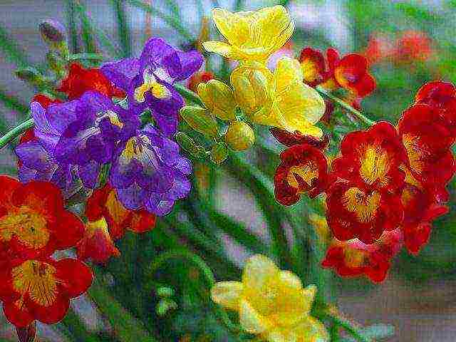 posible bang palaguin ang freesia bilang isang houseplant