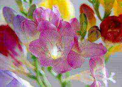 posible bang palaguin ang freesia bilang isang houseplant