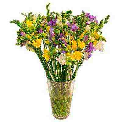 posible bang palaguin ang freesia bilang isang houseplant