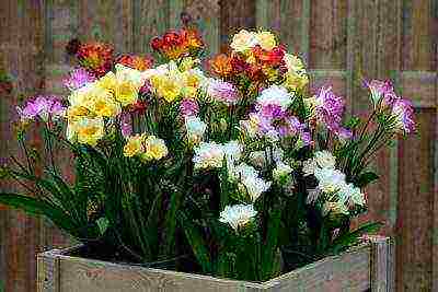 is it possible to grow freesia as a houseplant