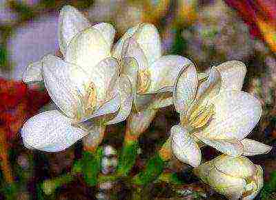 posible bang palaguin ang freesia bilang isang houseplant