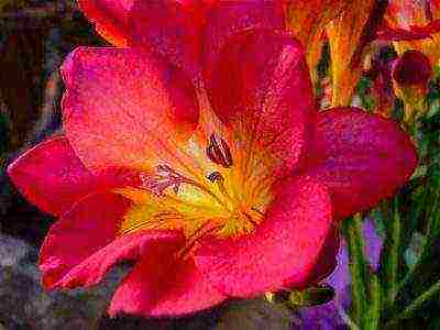 is it possible to grow freesia as a houseplant