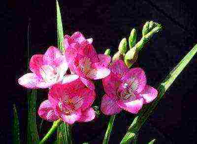 is it possible to grow freesia as a houseplant