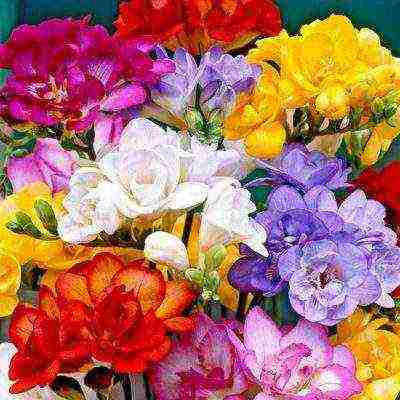 is it possible to grow freesia as a houseplant