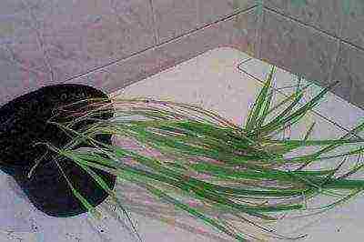 posible bang palaguin ang freesia bilang isang houseplant