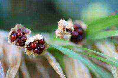 posible bang palaguin ang freesia bilang isang houseplant