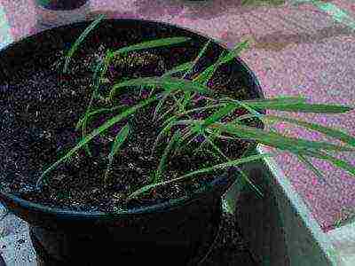 posible bang palaguin ang freesia bilang isang houseplant