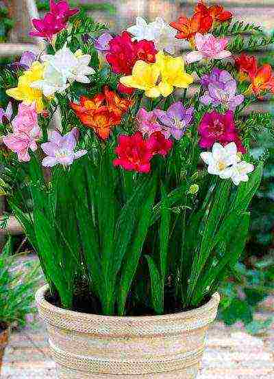 is it possible to grow freesia as a houseplant