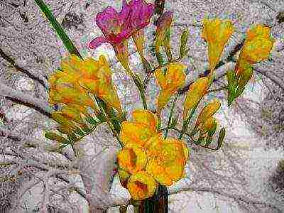 is it possible to grow freesia as a houseplant