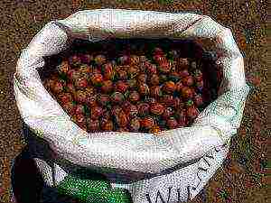 is it possible to grow hazelnuts in the Novgorod region