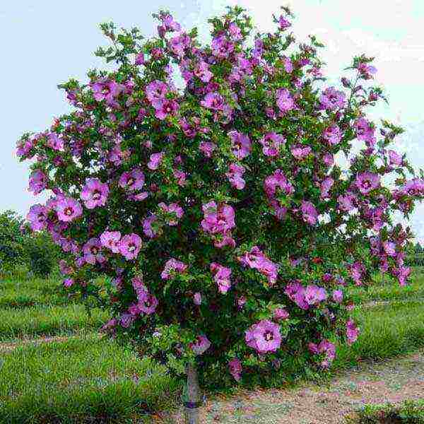 is it possible to grow Syrian hibiscus in an apartment