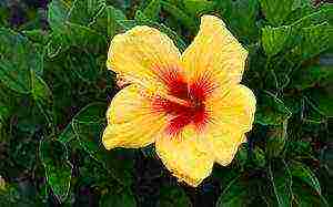 posible bang palaguin ang Syrian hibiscus sa isang apartment