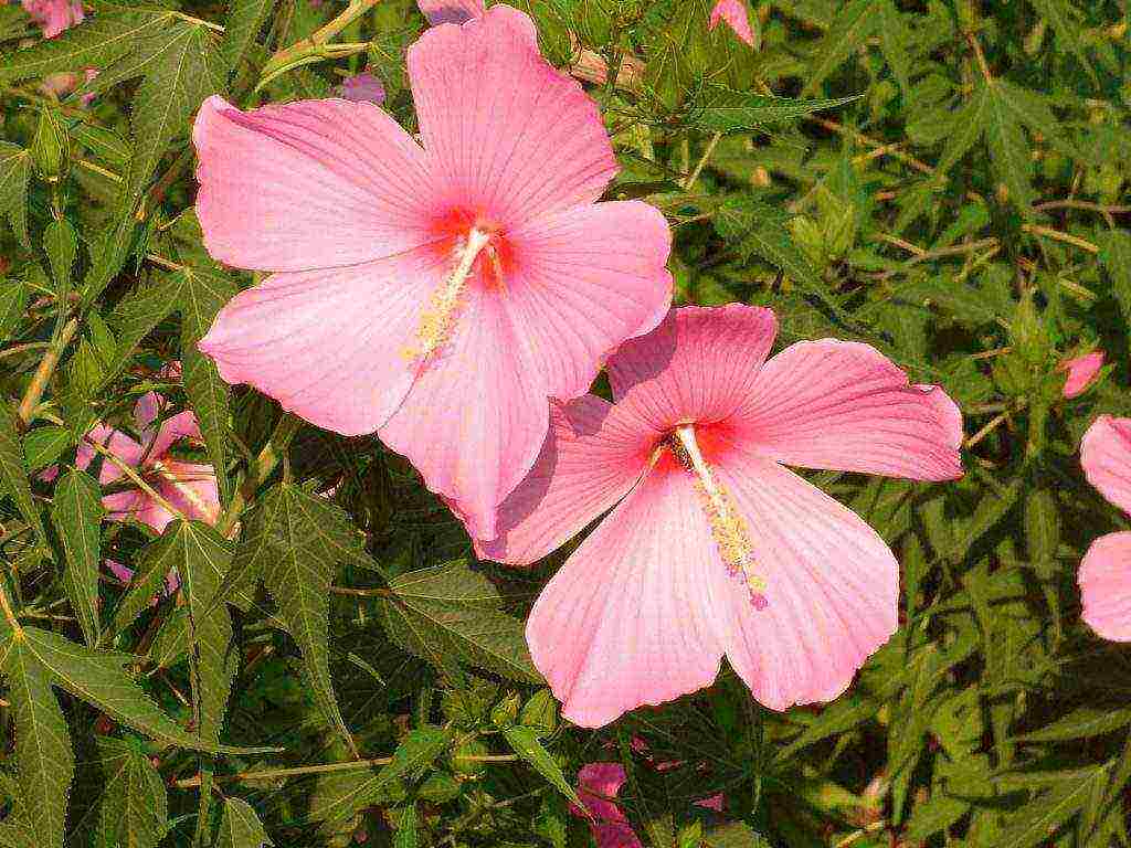 is it possible to grow Syrian hibiscus in an apartment