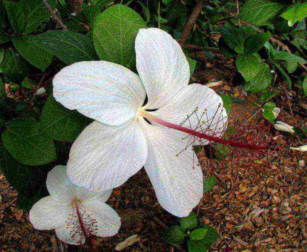 posible bang palaguin ang Syrian hibiscus sa isang apartment