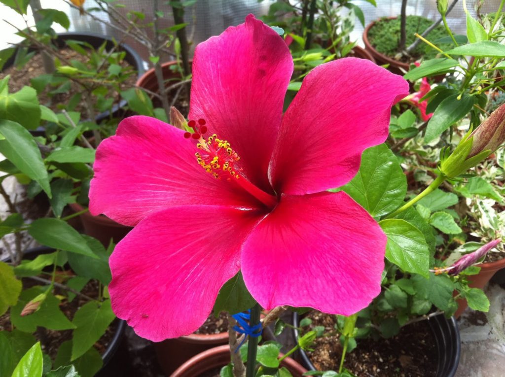 is it possible to grow Syrian hibiscus in an apartment