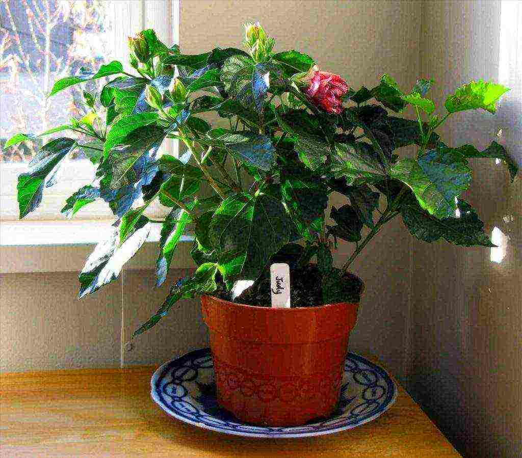 is it possible to grow Syrian hibiscus in an apartment