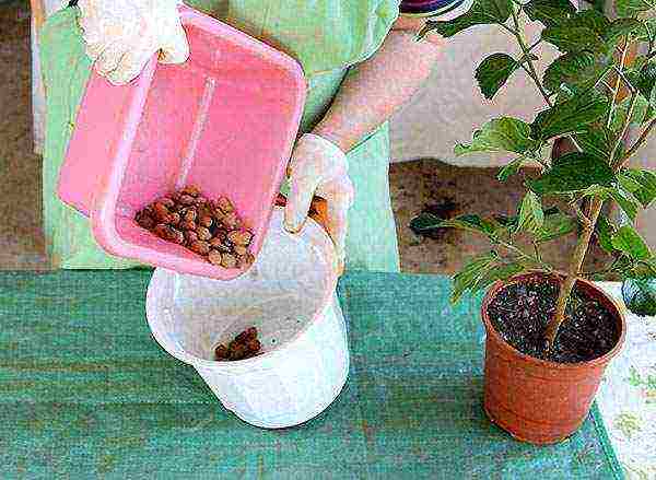 is it possible to grow Syrian hibiscus in an apartment