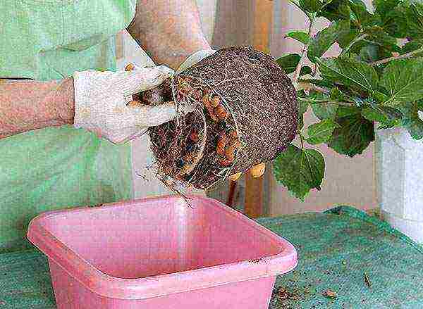 is it possible to grow Syrian hibiscus in an apartment