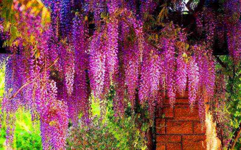 is it possible to grow wisteria at home