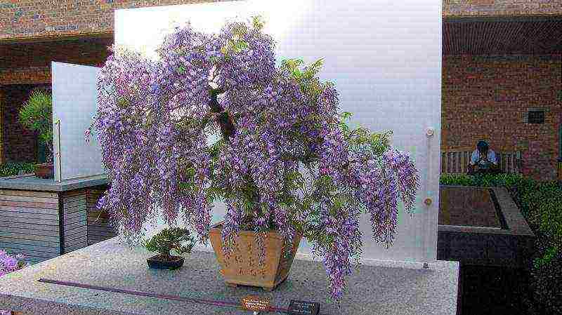 posible bang palaguin ang wisteria sa bahay