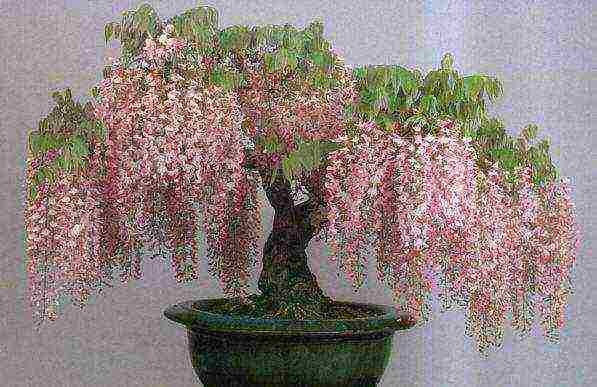 is it possible to grow wisteria at home