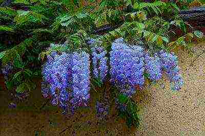 posible bang palaguin ang wisteria sa bahay