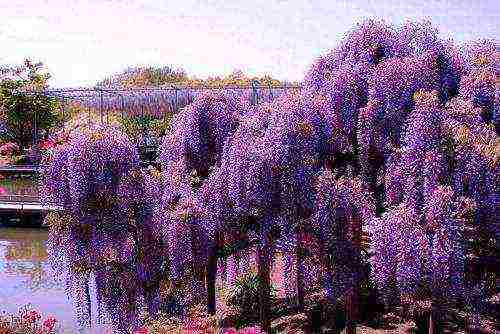 posible bang palaguin ang wisteria sa bahay