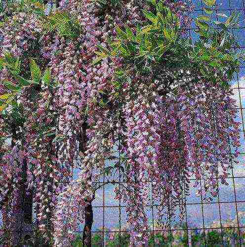 is it possible to grow wisteria at home