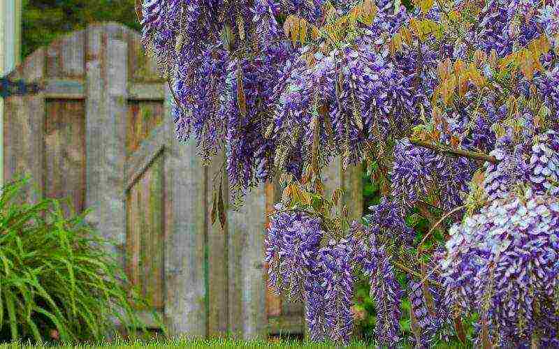 posible bang palaguin ang wisteria sa bahay