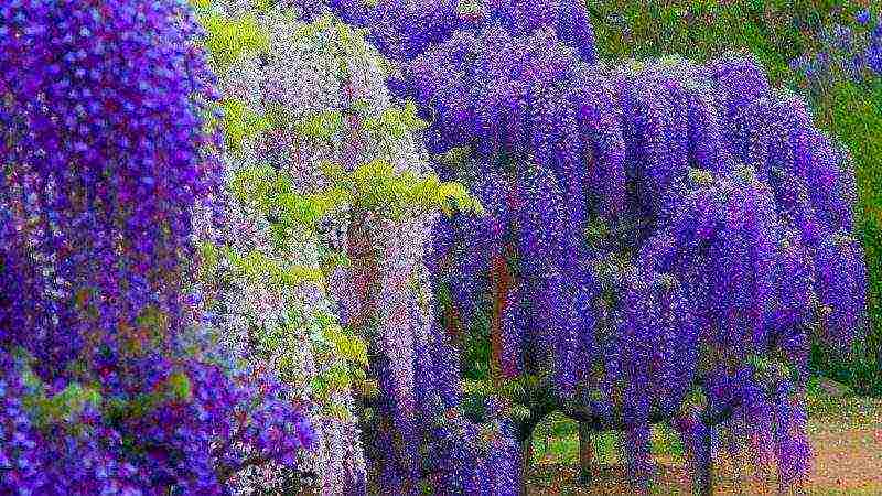 is it possible to grow wisteria at home